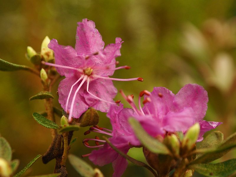 Rhododendron japonicum parviflorum